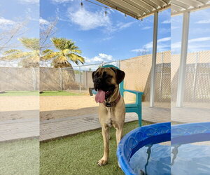Mutt Dogs for adoption in Goodyear, AZ, USA