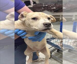 Mutt Dogs for adoption in Conroe, TX, USA