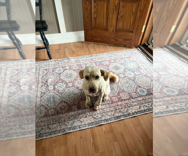 Medium Photo #4 Golden Retriever-Unknown Mix Puppy For Sale in Aurora, IN, USA