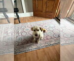 Small #3 Golden Retriever Mix