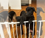 Small #5 Shepradors