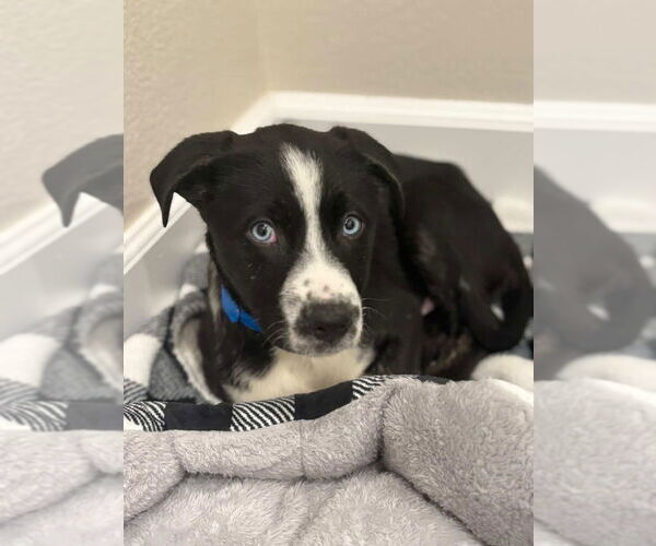 Medium Photo #1 Border Collie-Unknown Mix Puppy For Sale in Dana Point, CA, USA