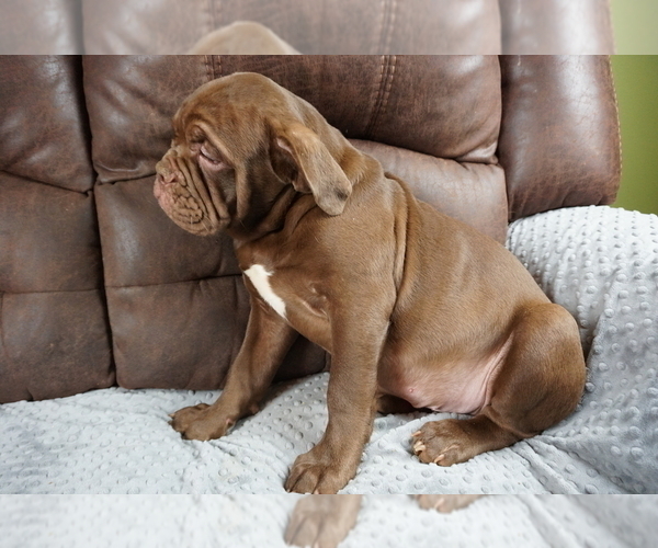Medium Photo #11 Olde English Bulldogge Puppy For Sale in MURRAY, KY, USA