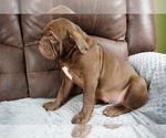 Small Photo #11 Olde English Bulldogge Puppy For Sale in MURRAY, KY, USA