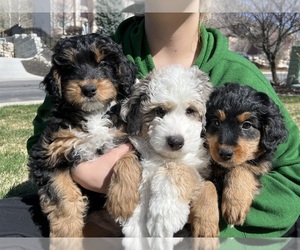 Aussiedoodle Miniature Puppy for sale in CEDAR HILLS, UT, USA