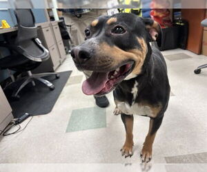 Rottweiler-Unknown Mix Dogs for adoption in Oklahoma City, OK, USA