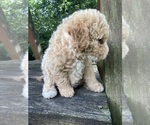 Small #7 Poodle (Miniature)