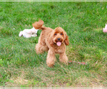 Small #2 Cavapoo (Miniature)