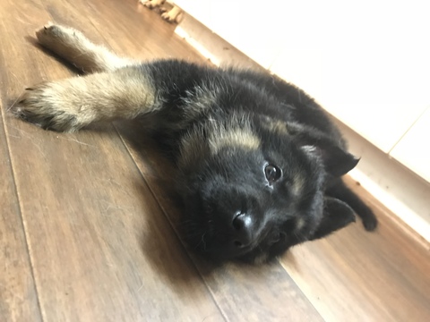 Medium Photo #3 German Shepherd Dog Puppy For Sale in EAST LYME, CT, USA