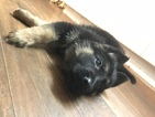 Small Photo #3 German Shepherd Dog Puppy For Sale in EAST LYME, CT, USA