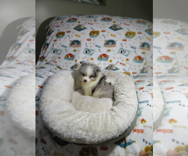 Medium Photo #2 Pomeranian Puppy For Sale in COOKEVILLE, TN, USA
