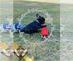 French Bulldog Puppy for sale in CHARLESTON, SC, USA