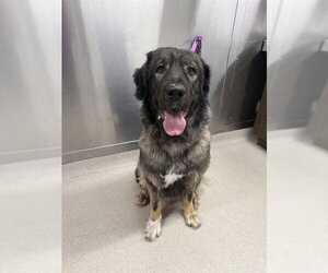 Anatolian Shepherd-Unknown Mix Dogs for adoption in Fairbanks, AK, USA