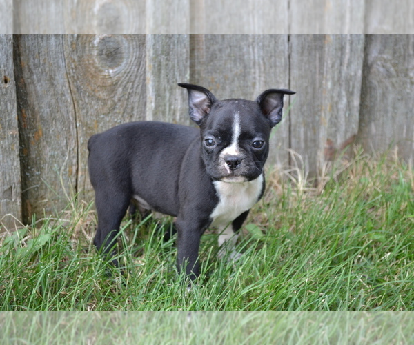 Medium Photo #5 Boston Terrier Puppy For Sale in GREENWOOD, WI, USA