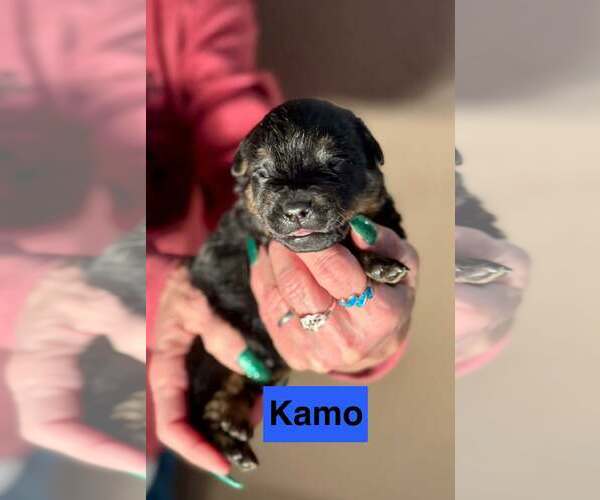 Medium Photo #7 Rottweiler-Unknown Mix Puppy For Sale in Minneapolis, MN, USA