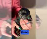 Small #6 Rottweiler Mix