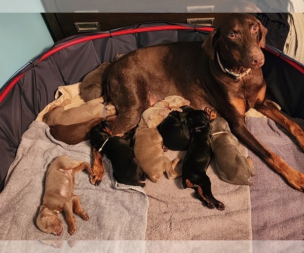 Medium Photo #17 Doberman Pinscher Puppy For Sale in CLINTON, OH, USA