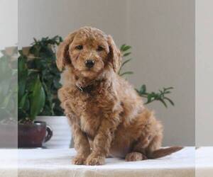 Goldendoodle-Poodle (Miniature) Mix Puppy for sale in AUGUSTA, WV, USA