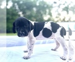 Small Photo #11 German Shorthaired Pointer Puppy For Sale in CORBIN, KY, USA