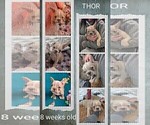 Small Photo #90 French Bulldog Puppy For Sale in MCKINLEYVILLE, CA, USA