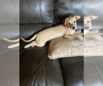 Small #2 Mutt