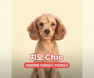 Poodle (Toy) Dogs for adoption in Agoura Hills, CA, USA
