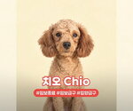 CHIO - Male Poodle (Toy) Dog for Adoption - Small photo