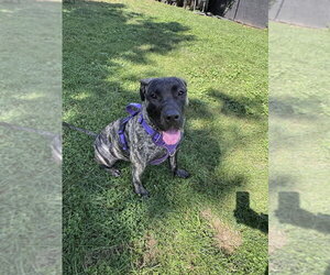Mastiff-Presa Canario Mix Dogs for adoption in Springdale, PA, USA