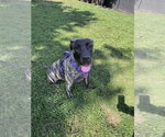 Poppy - Female Mastiff-Presa Canario Mix Dog for Adoption - Small photo