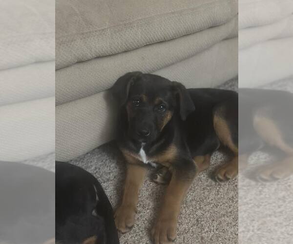 Medium Photo #2 German Shepherd Dog-Unknown Mix Puppy For Sale in Hinton, WV, USA