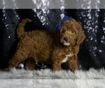 Small Photo #8 Goldendoodle (Miniature) Puppy For Sale in WARSAW, IN, USA
