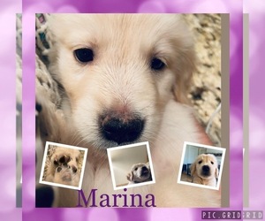 Golden Retriever Puppy for sale in HARRISONBURG, VA, USA