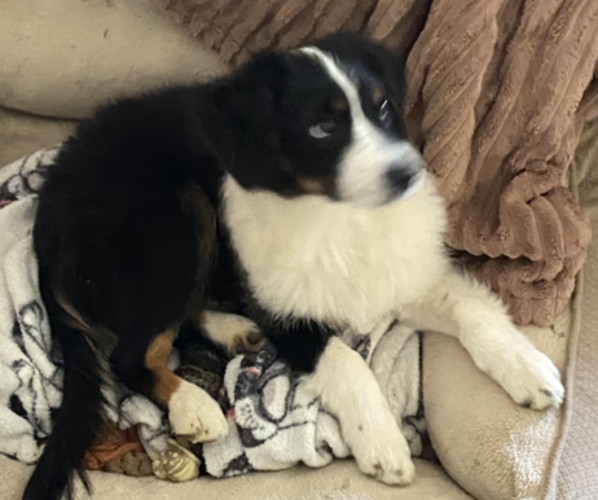 Medium Photo #22 Miniature American Shepherd Puppy For Sale in PLACERVILLE, CA, USA