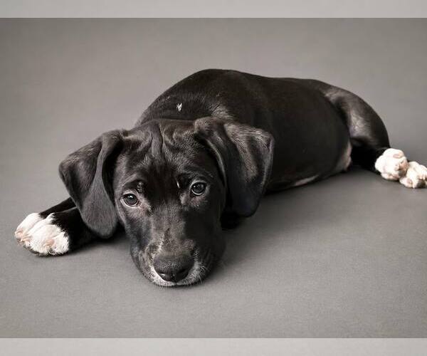 Medium Photo #2 Beagle-Unknown Mix Puppy For Sale in Pottstown, PA, USA