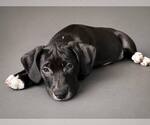 Small #1 Beagle Mix