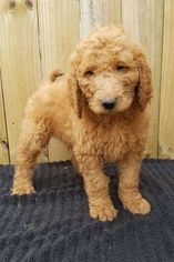 Goldendoodle Puppy for sale in ELLENWOOD, GA, USA