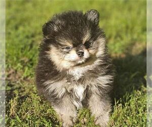 Pomeranian Puppy for sale in BOSTON, MA, USA