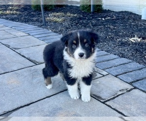 Australian Shepherd Puppy for sale in LODA, IL, USA