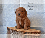 Puppy Tommy Labradoodle