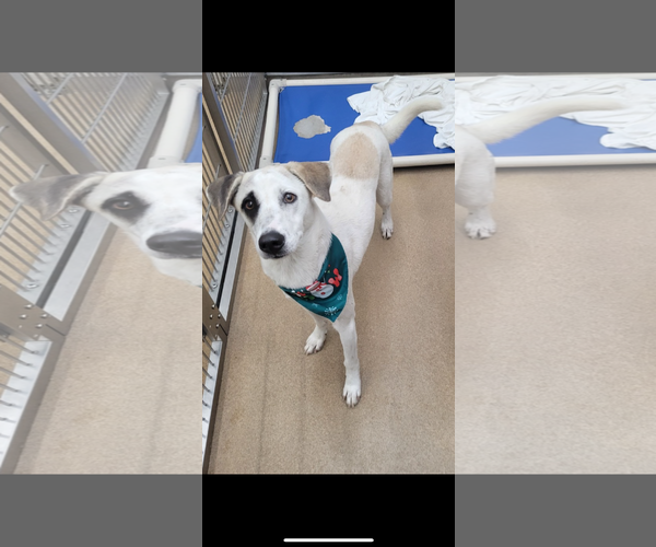 Medium Photo #1 Retriever -Unknown Mix Puppy For Sale in Rockaway, NJ, USA