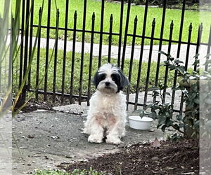 Shih Tzu Dogs for adoption in New Orleans, LA, USA