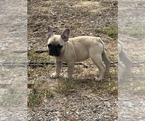 Medium French Bulldog
