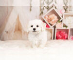 Small Photo #8 Bichon Frise Puppy For Sale in WARSAW, IN, USA