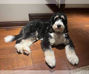 Mother of the Bernedoodle puppies born on 09/29/2025