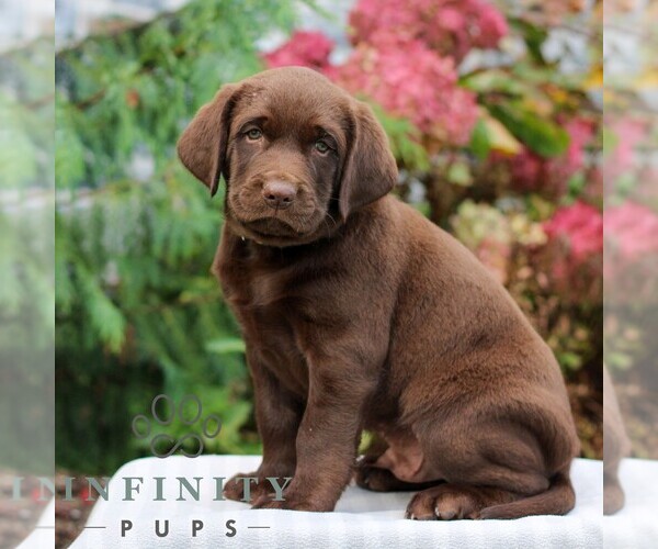 Medium Photo #2 Labrador Retriever Puppy For Sale in RICHLAND, PA, USA