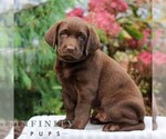 Small #1 Labrador Retriever