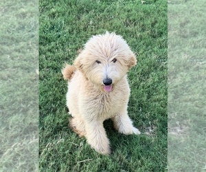 Goldendoodle Puppy for sale in GEORGETOWN, TX, USA