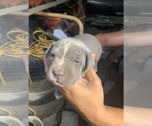 American Pit Bull Terrier Puppy for sale in HOMESTEAD, FL, USA