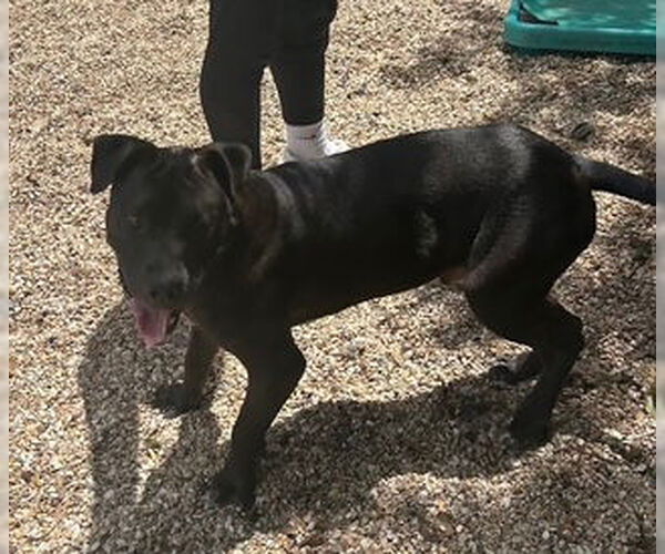 Medium Photo #2 Labrador Retriever-Unknown Mix Puppy For Sale in Oakhurst, NJ, USA