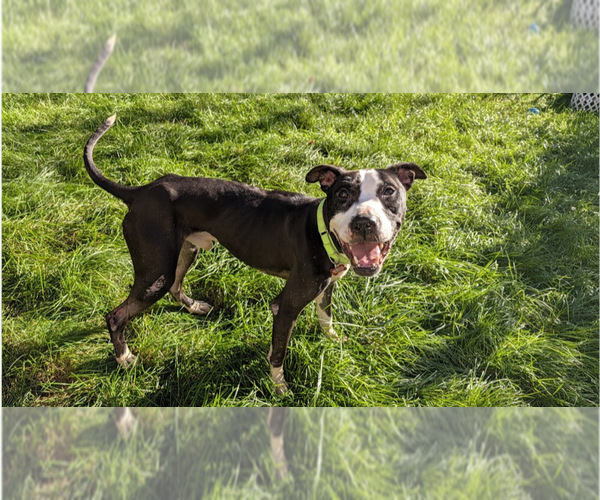 Medium Photo #3 Mutt Puppy For Sale in Springdale, PA, USA